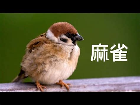 麻雀入屋|【自來麻雀】自來麻雀飛進屋，預示著什麼吉凶禍福？